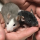 Zelda on left and Sassy on the right. Blurry photo, hard to keep the younglings still for even a second.